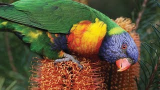 Calls of the Rainbow Lorikeet [upl. by Gimble639]