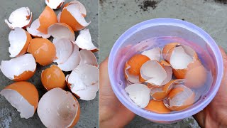 YOU WILL NEVER THROW AWAY EGGSHELLS IF YOU WATCHING THIS VIDEO  egg shells  garden [upl. by Nabla417]