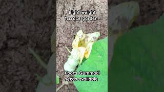 Rare Verity koora Gummadi shorts gardening garden organicgardens seeds organicseeds [upl. by Gnilrets]