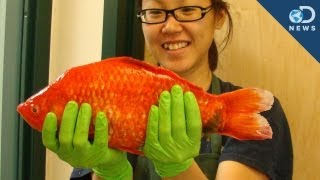 Monster Goldfish Invading Our Lakes [upl. by Adiarf]