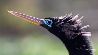 Anhinga or Cormorant [upl. by Sher]