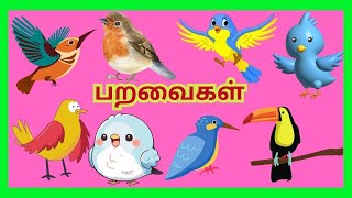 Birds Name in Tamil  பறவைகளின் பெயர்கள் தமிழில்  பறவைகள் பெயர்கள்  paravaigal peyargal [upl. by Jethro]