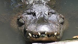 ‘Vader probeerde kind nog te redden van alligator’ [upl. by Arleen]