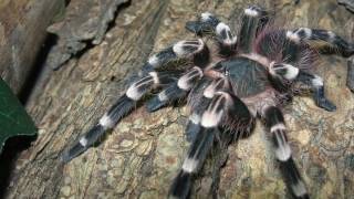 The Happy Dance of A geniculata Giant White Knee [upl. by Atinihc]