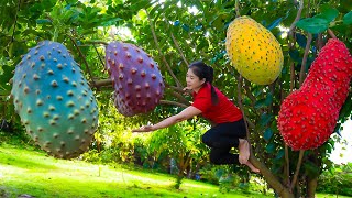 Harvest Soursop Goes To Market Sell  Gardening And Cooking  Lý Song Ca [upl. by Colette]