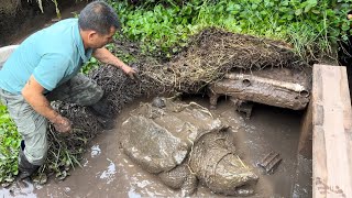 把30斤的鳄龟和鱼混养在一起，一年后放干水一看，结果真是惊喜 [upl. by Benilda129]