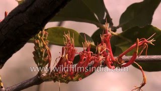 Fresh red mango leaves and parasitic Loranthus flowers in India [upl. by Livvy]