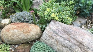 BIG SUCCULENT ROCK GARDEN Cold Hardy Orostachys Sempervivum Sedum Cacti  GROOVY PLANTS RANCH 2018 [upl. by Lipman]