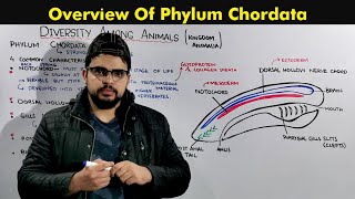 Phylum Chordata General Characteristics and Overview of Chordates [upl. by Annazus]