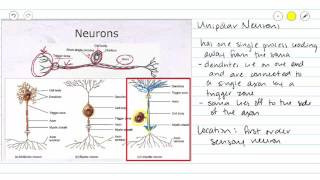 What is a Neuron Parts and Function [upl. by Aridaj50]