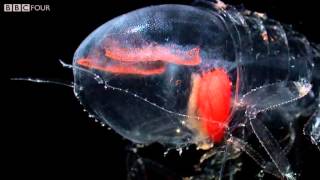 Deep Sea Creatures  Natures Microworlds  Episode 11 Preview  BBC Four [upl. by Brie]