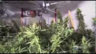 Reportage complet Cannabis Lincroyable business du Cannabis au Canada [upl. by Eidnar]