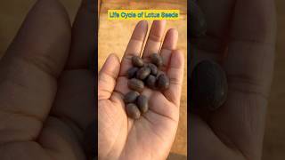 Life Cycle of Lotus Seeds in 14 Seconds shorts lotusseed ytshorts viral shortfeed plants [upl. by Riva]