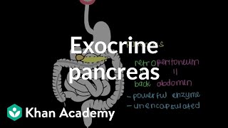 Exocrine pancreas  Gastrointestinal system physiology  NCLEXRN  Khan Academy [upl. by Ddot]