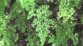 Delta Maidenhair fern Adiantum cuneatum raddianum Pteridaceae [upl. by Renelle]