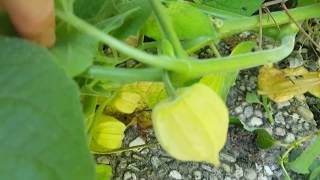 De goudbes Physalis peruvianaGolden Berry [upl. by Scholem]