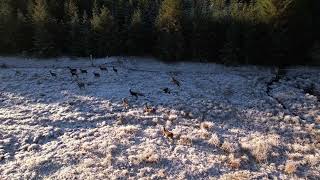 Auchnabobane land Spean Bridge Fort William drone [upl. by Massiw]