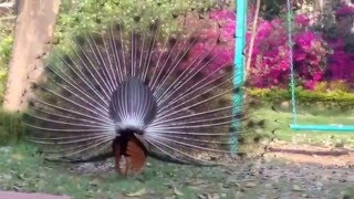 the peacocks dance  peacock dance video  peacock feather  peacock dancing [upl. by Aynotahs409]