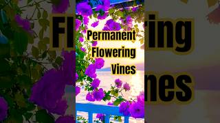 हमेशा फूल देने वाली बेल Permanent flowering vines  Beautiful flowers vines [upl. by Tutankhamen968]