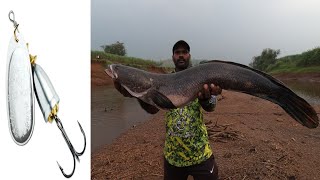 Big snake head fish hunting maral fish hunting मोठ्या आकाराच्या मरल मासा [upl. by Dewees]