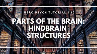 Parts of the Brain Hindbrain Structures Intro Psych Tutorial 32 [upl. by Annoet]