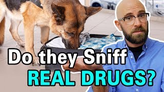 Are Drug Sniffing Dogs Trained By Sniffing Drugs [upl. by Haldes903]