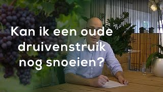 Tuinvraag quotKan ik een oude druivenstruik nog snoeienquot [upl. by Charmion166]