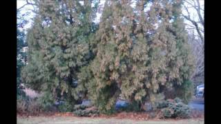 Growing Cryptomeria japonica Yoshino in Shade [upl. by Strickman675]