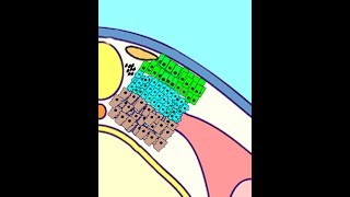 EMBRYOLOGY VIII Somitogenesis amp Differentiation Meet the Sclerotome Myotome Dermatome [upl. by Ymmor578]