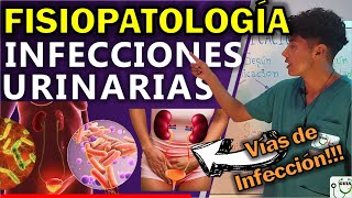 INFECCIÓN URINARIA FISIOPATOLOGÍA  GuiaMed [upl. by Aiykan]