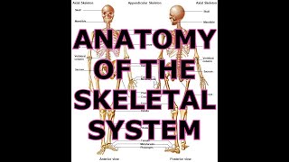 ANATOMY OF THE SKELETAL SYSTEM [upl. by Sirraf]