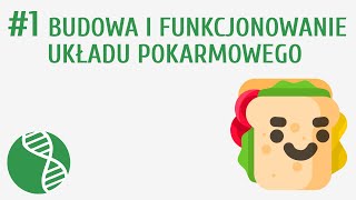 Budowa i funkcjonowanie układu pokarmowego 1  Odżywianie [upl. by Alleciram]