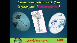 Class Hyphomycetes Deuteromycotina [upl. by Yerak766]