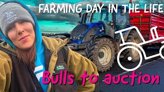 Bulls to the auction Farming vlog [upl. by Harriett973]