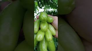 Harvesting AVERRHOA BILIMBI  tree sorrel  kamias  cucumber tree [upl. by Sussman336]