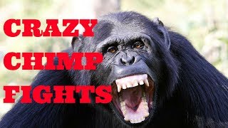 Chimpanzee Fighting at the Taipei Zoo [upl. by Basilius]