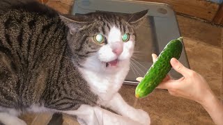 Cats VS Cucumbers Compilation  Cats Scared of Cucumbers  PETASTIC 🐾 [upl. by Oine]