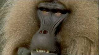 PavianGebiss Baboon  Gelada [upl. by Negeam]