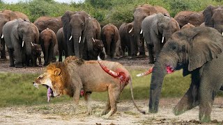 When Elephant Angry Elephants Try Saving Stuck Rhino from Hungry Lions Attack  Lion vs Rhino [upl. by Sille]