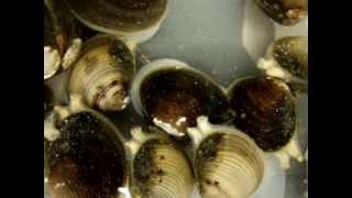 Asian Clam Reproduction [upl. by Kceb]