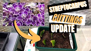 STREPTOCARPUS amp DIPLADENIA SANDERI Cuttings update [upl. by Hung15]