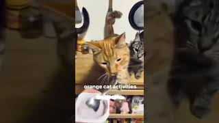 Orange cat behavior [upl. by Inar]