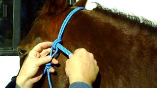 How To Properly Tie Your Rope Halter [upl. by Asteria]