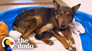 Mama Dog Who Lost Her Puppies Was Heartbroken Until She Got Kittens  The Dodo [upl. by Sadiras]