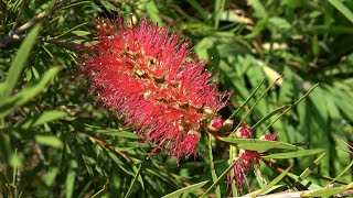 Winter Hardy Callistemon Propagation by Seed [upl. by Aitret]