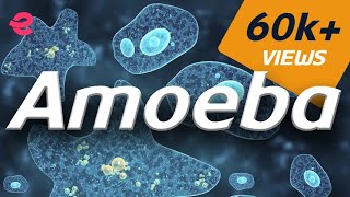 What is An Amoeba  Biology  Extraclasscom [upl. by Teerpnam]