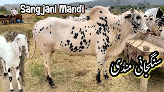 Sangjani Mandi Islamabad Latest Update Ep 2 Qurbani Bakra Eid ul Adha 2024  Livestock Cow Cattle [upl. by Aiouqes810]