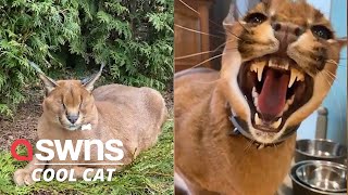 Meet Pumba the domesticated caracal  SWNS [upl. by Reema545]