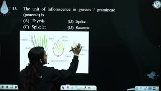 The unit of inflorescence in grasses  gramineae poaceae is [upl. by Aric]