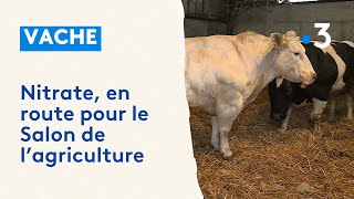 Une vache ardennaise en route pour le concours général agricole du Salon de lAgriculture 2024 [upl. by Akeinahs]